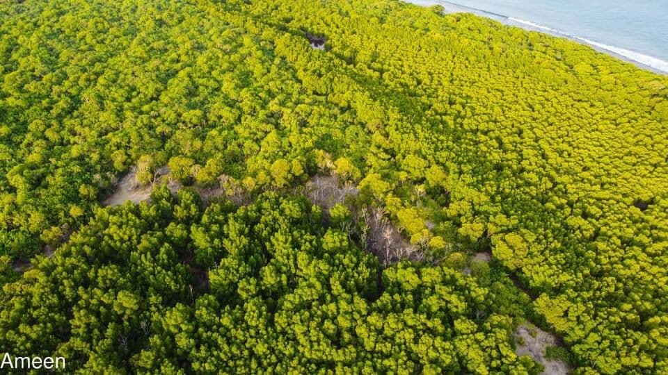 Kumundhoo mangrove also facing the fear of a disease