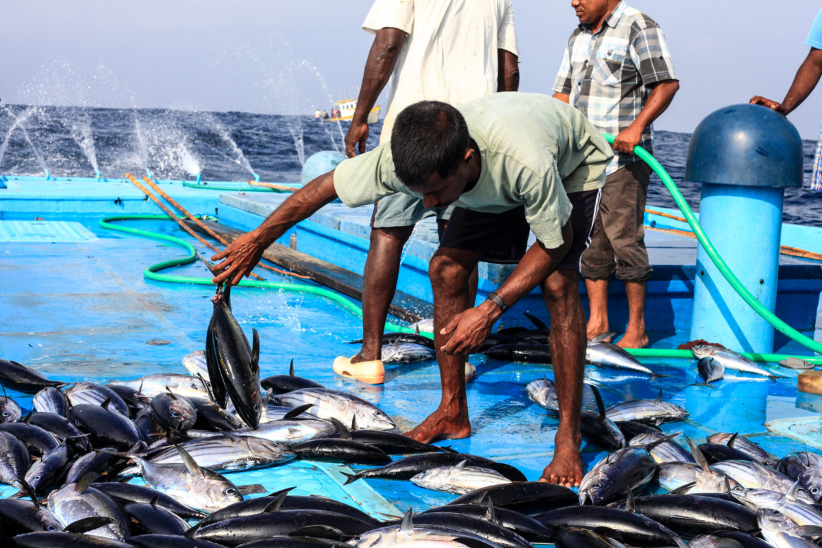 ކުޅުދުއްފުށީގެ މަސްވެރިން އިއްޔެ ބޭނި މަސް ނުކިރިފައި!