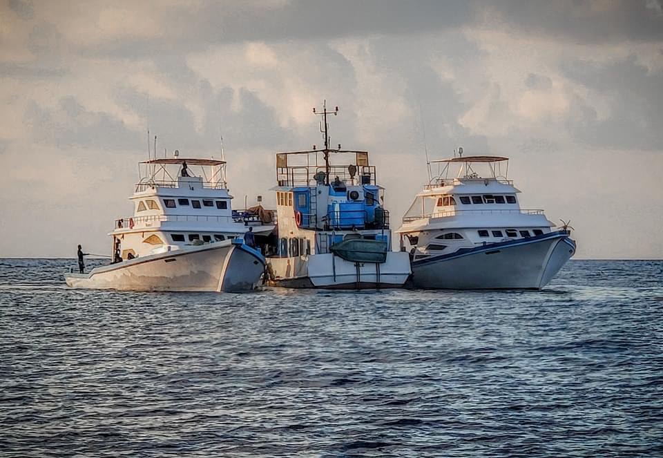 މިފްކޯއިން މަސް ގަންނަ އަގު ތިން ކެޓަގަރީއަކަށް ބަހާލައި މަތިކޮށްފި